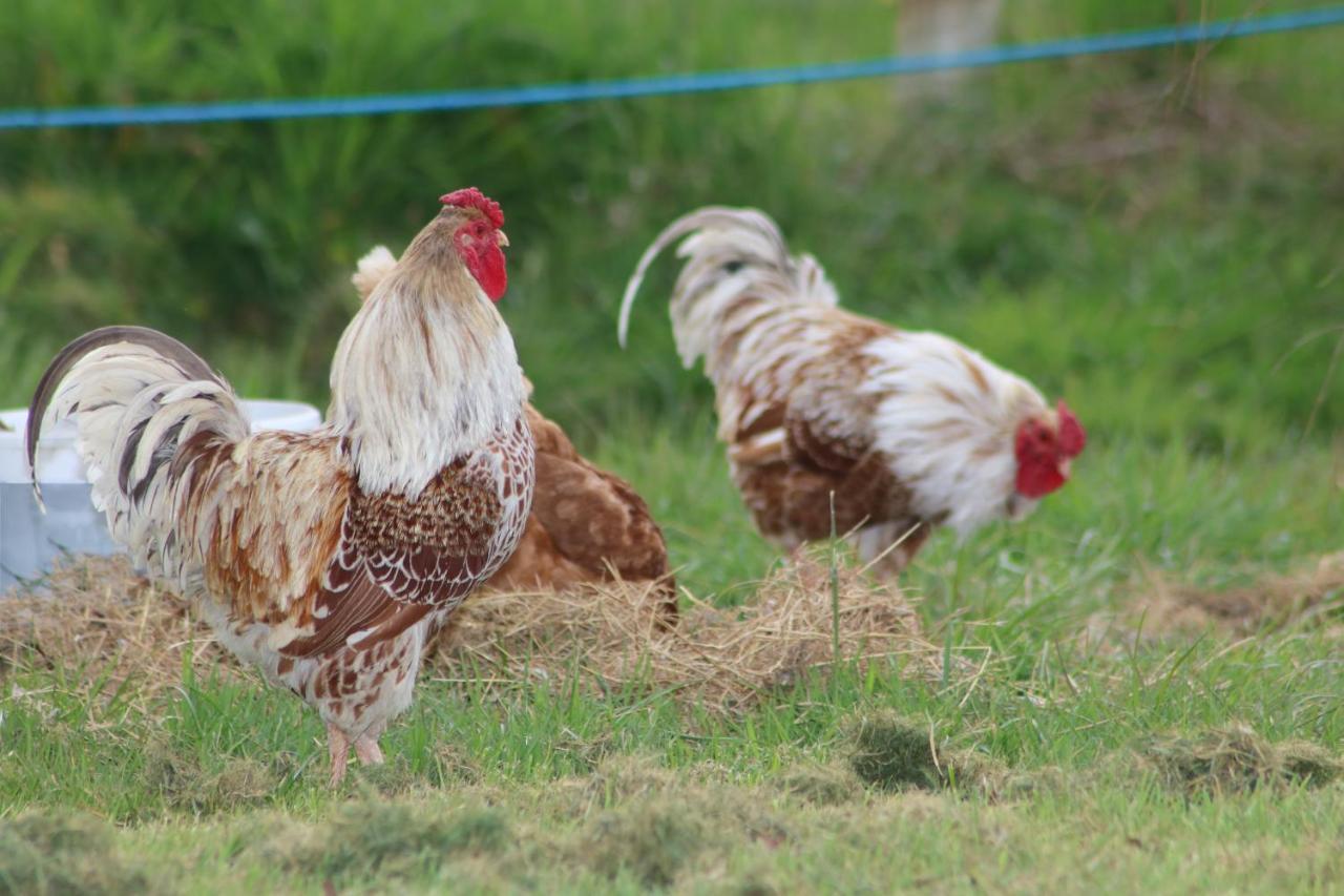 Dartmoor Reach Alpaca Farm Heated Cabins 5 Mins Drive To Dartmoor Bovey Tracey Exterior photo
